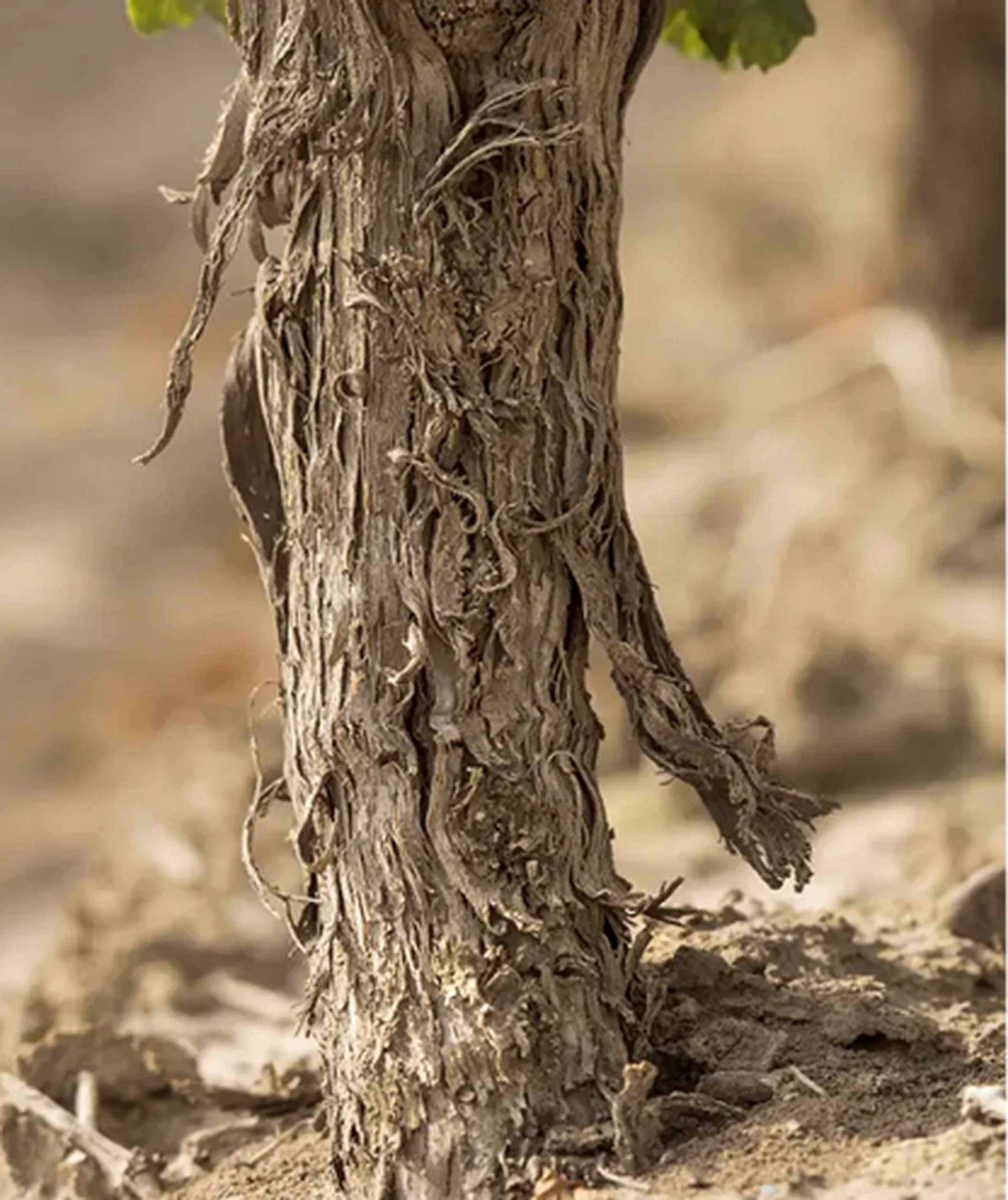 Botella Tersus